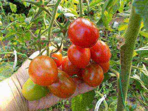 cherry best varieties