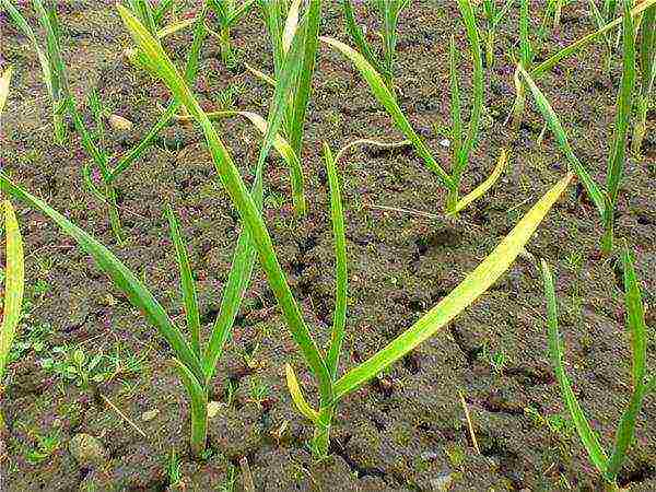 Young garlic can become lethargic and turn yellow without top dressing.