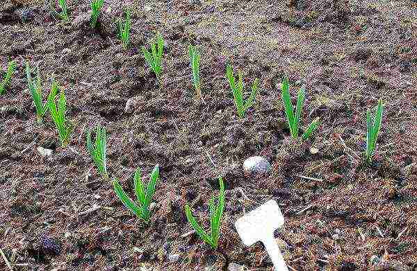 When planting garlic before winter, it sprouts in spring