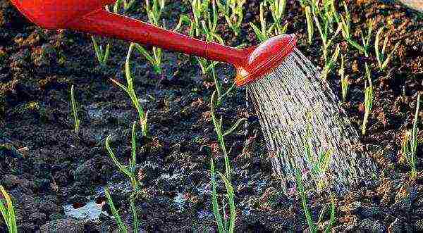 Spraying garlic can be combined with regular watering