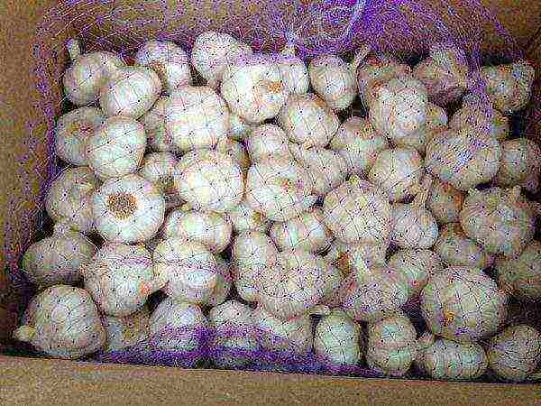 Garlic in the net for sale