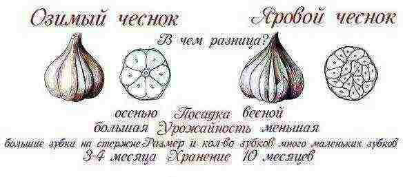 Differences between spring and winter garlic