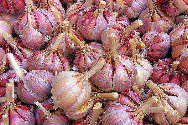 Garlic is used to treat many diseases