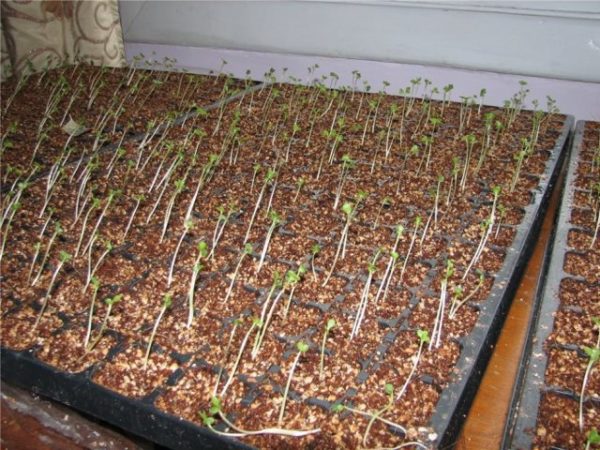 Elongated cabbage seedlings