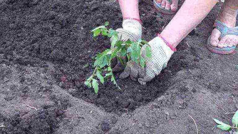 what to add to the hole when planting tomatoes in open ground