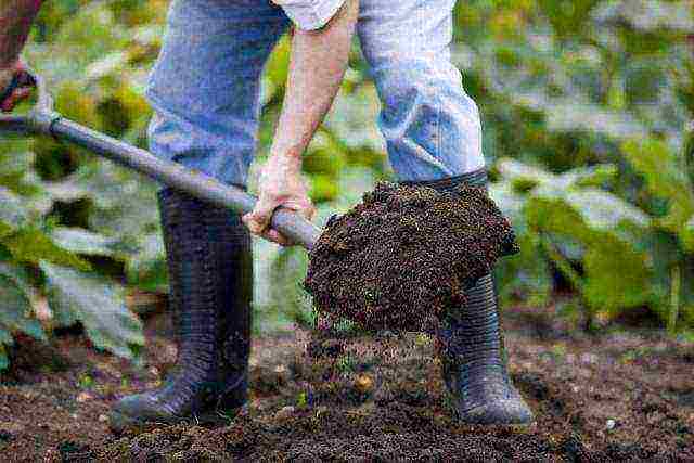 what to add to the hole when planting tomatoes in open ground