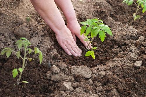 what to add to the hole when planting tomatoes in open ground