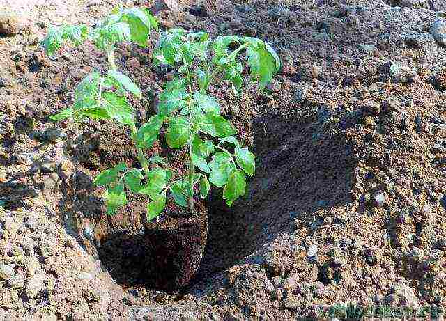 what to add to the hole when planting tomatoes in open ground