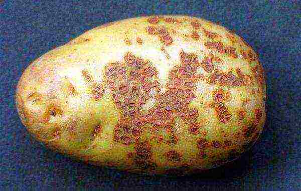 What is scab on potatoes