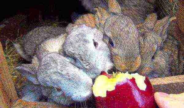 Rabbits eating apples