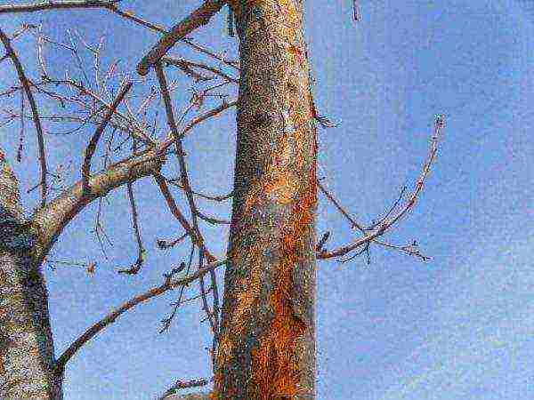 Cytosporosis on the bark of a pear