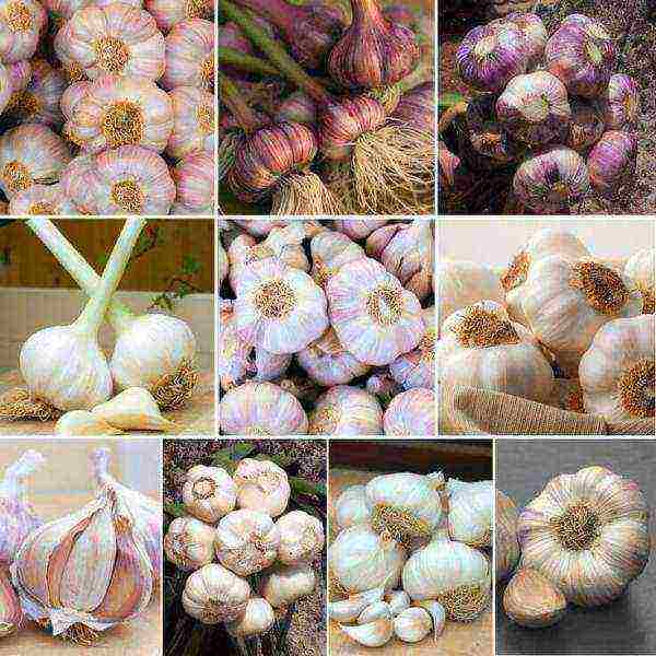 More than 70 varieties of spring and winter garlic are known