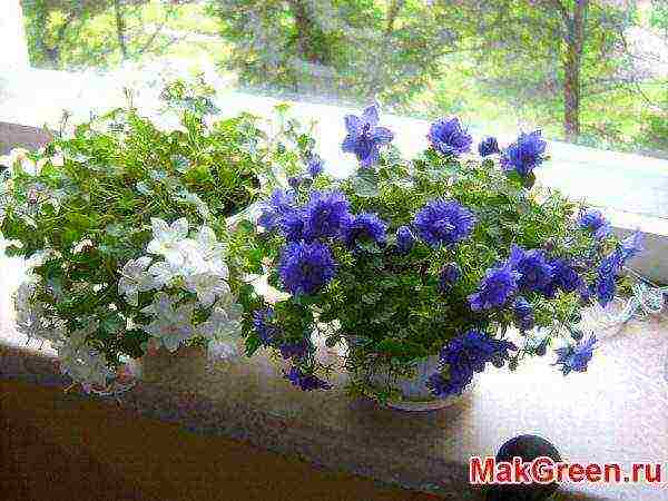 campanula flower in the open field planting and care