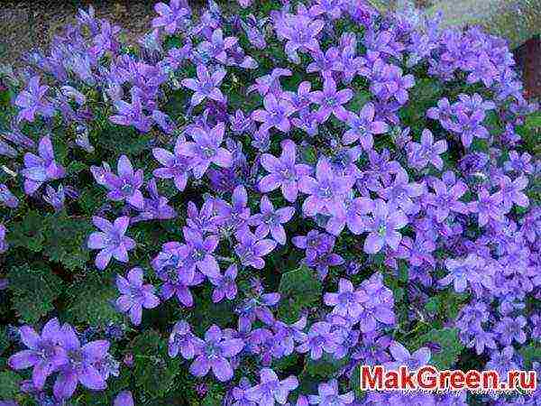 campanula flower in the open field planting and care