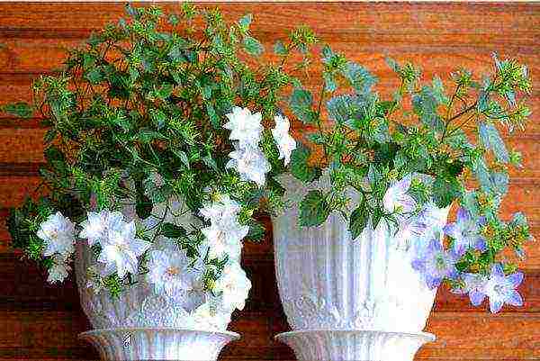 campanula flower in the open field planting and care