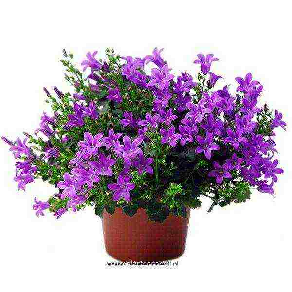campanula flower in the open field planting and care