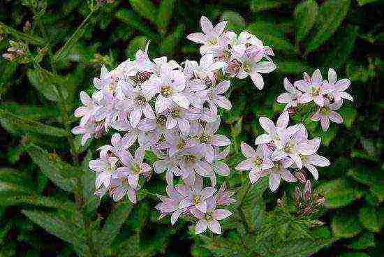 campanula flower in the open field planting and care