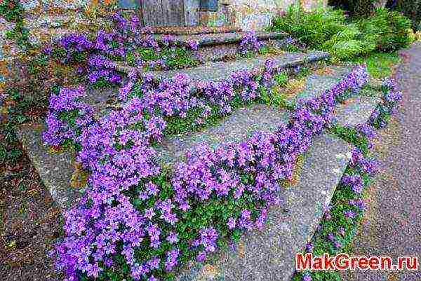 campanula flower in the open field planting and care