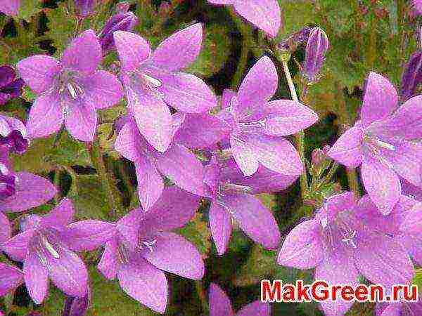 campanula flower in the open field planting and care