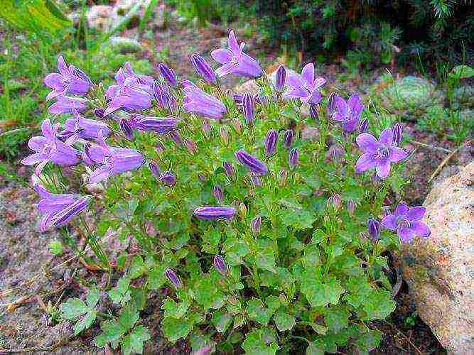 campanula flower in the open field planting and care