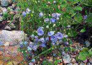 campanula flower in the open field planting and care