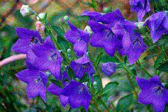 campanula flower in the open field planting and care