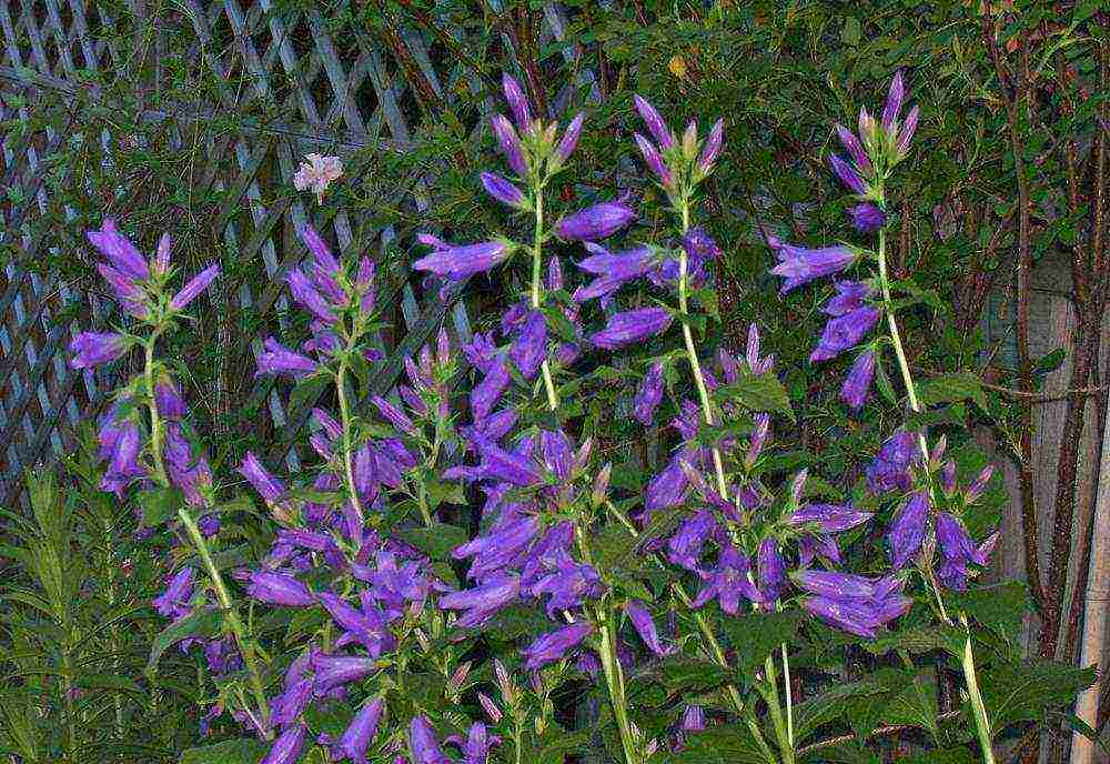 campanula flower in the open field planting and care