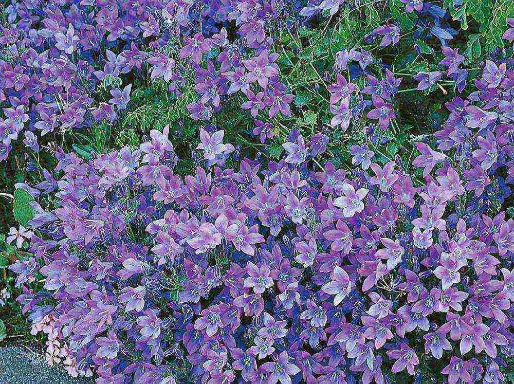 bulaklak ng campanula sa bukang bukang pagtatanim at pangangalaga