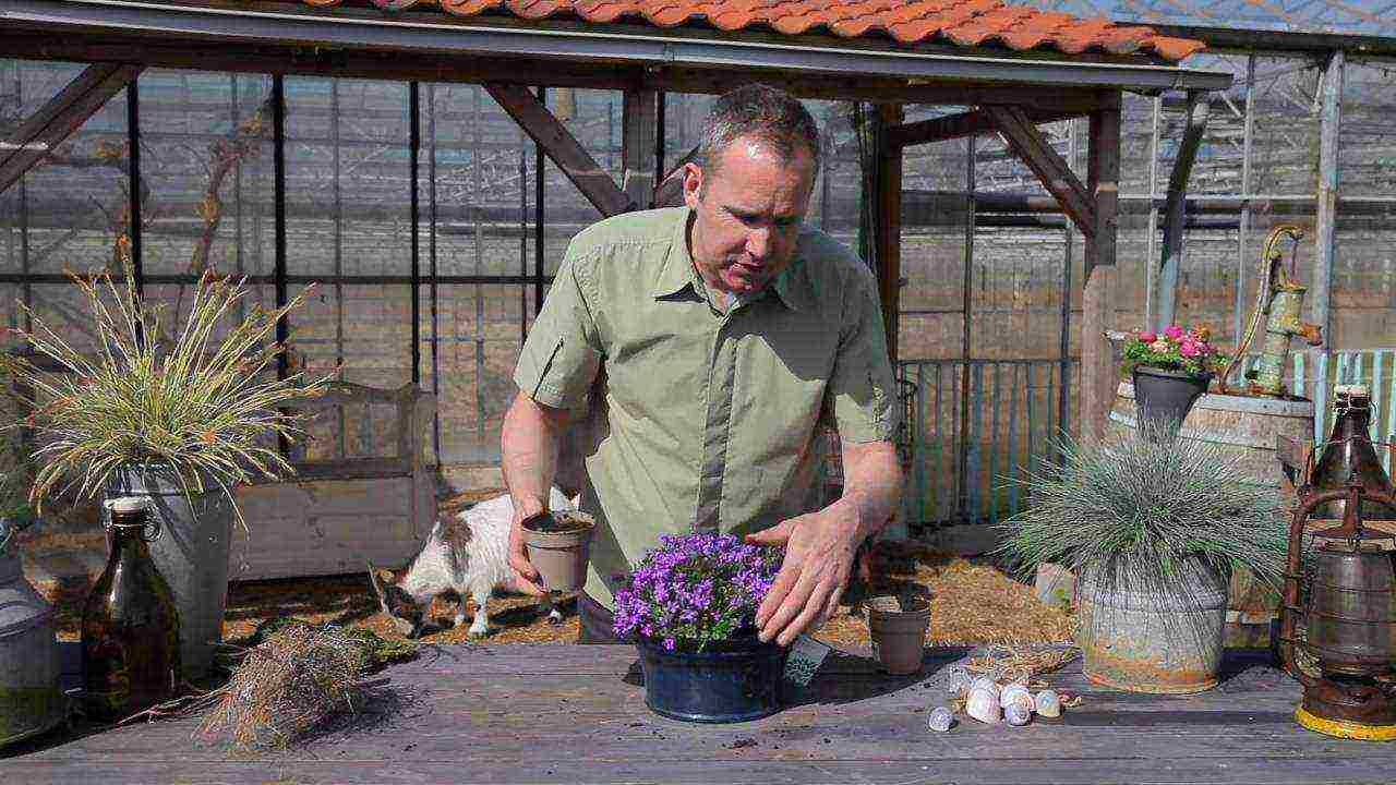 campanula flower in the open field planting and care