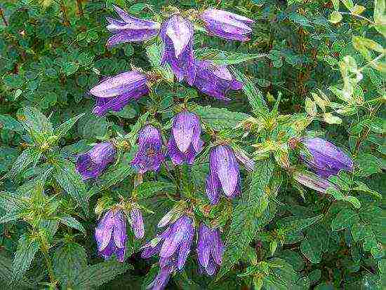 campanula flower in the open field planting and care