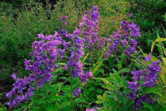 campanula flower in the open field planting and care