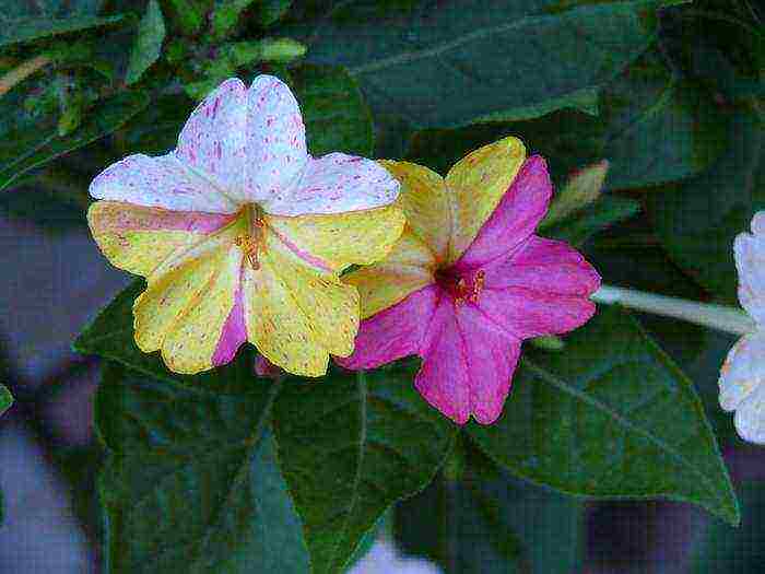 bulaklak gabi kagandahan kung paano lumaki sa bahay