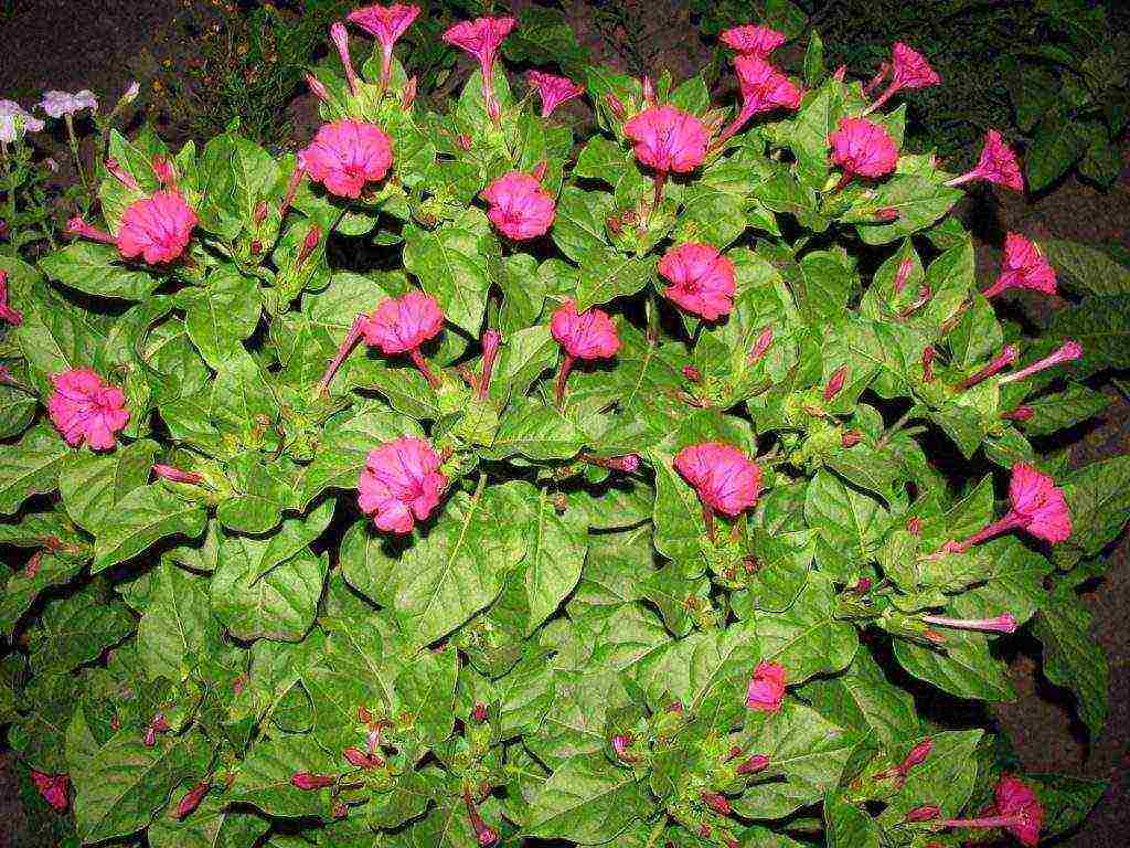 flower night beauty how to grow at home