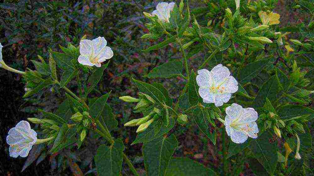 flower night beauty how to grow at home