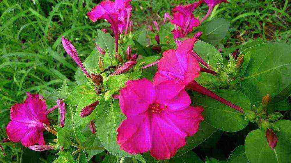 bulaklak gabi kagandahan kung paano lumaki sa bahay