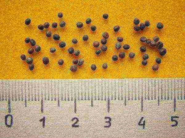 Cabbage seeds