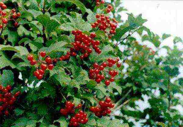 Viburnum ordinary