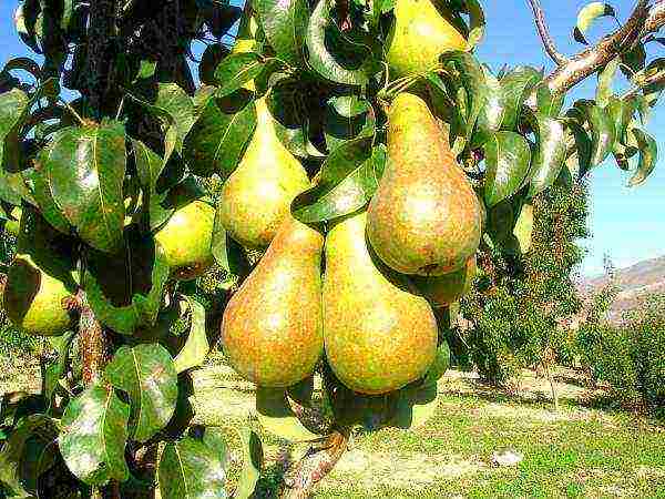 In order for a pear to bloom and bear fruit, it is necessary to have not one tree on the site, but several