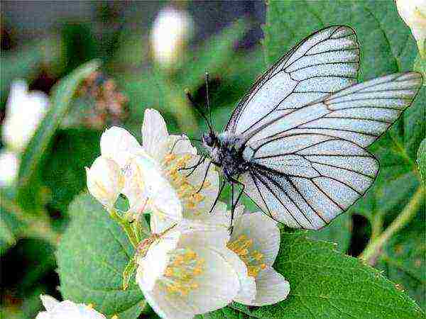 The danger for the pear variety Severyanka is the hawthorn butterfly