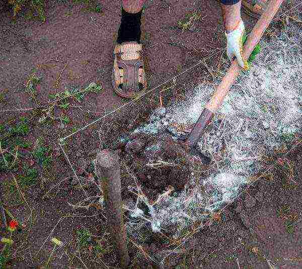 The use of slaked lime in the beds