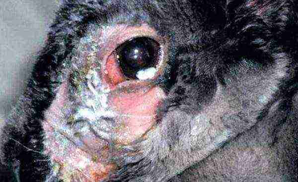 Dacryocystitis in a rabbit