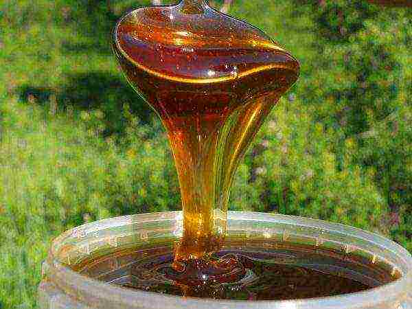 Natural angelica honey