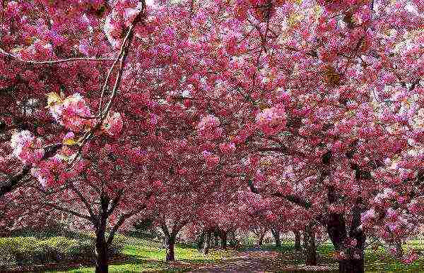 Sakura na namumulaklak