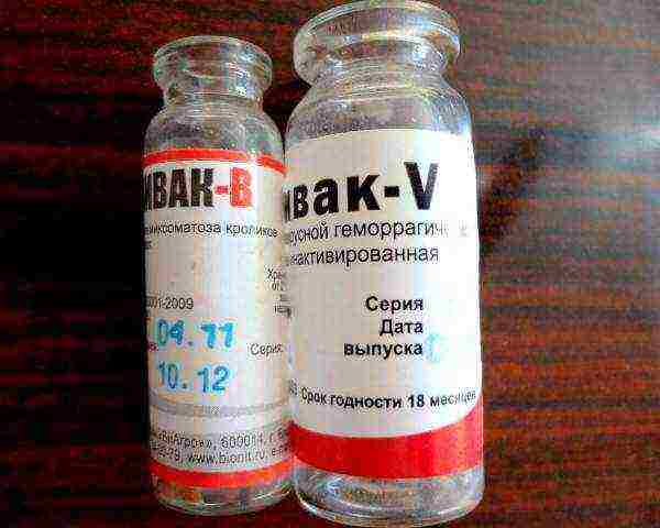Rabbit vaccine RABBIVAK-V and RABBIVAK-V