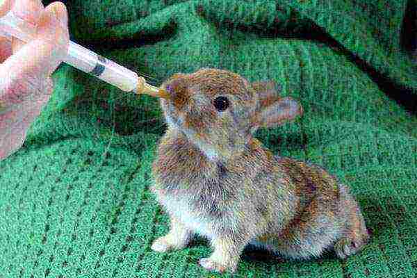 Treatment of infections in baby rabbits with Trisulfone