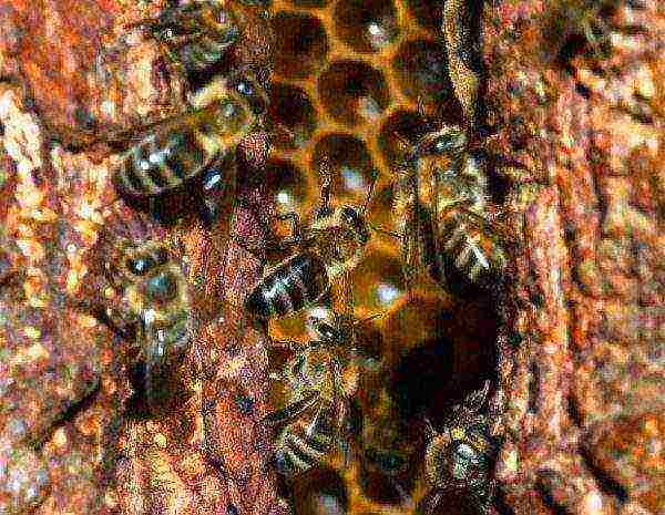 Divlje pčele