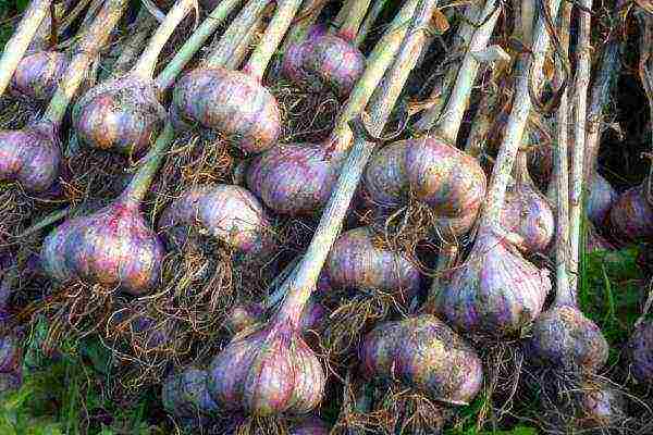 Garlic, planted from bulbs, grows in one place for 2 years in a row, after which a mature head with cloves is dug out of the ground