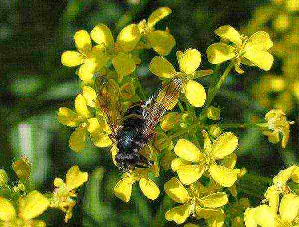 Yellow sweet clover and bee