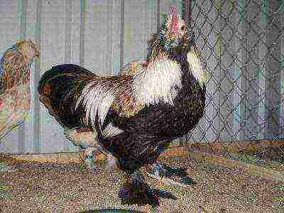 photo of a rooster faverol