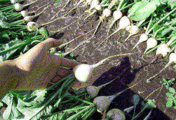 When harvesting, the roots are removed from the soil using the tops